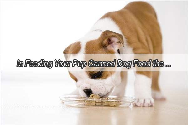 Is Feeding Your Pup Canned Dog Food the Treat They Deserve A Comprehensive Guide